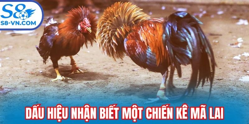 Dấu hiệu nhận biết một chiến kê Mã Lai