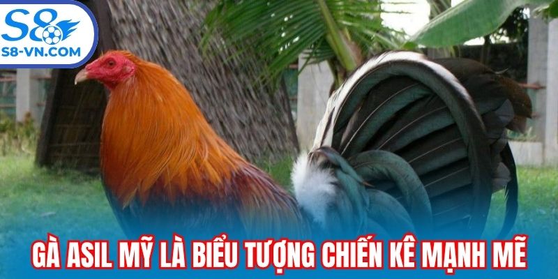 Gà Asil Mỹ là biểu tượng chiến kê mạnh mẽ