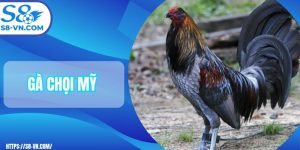 gà chọi Mỹ