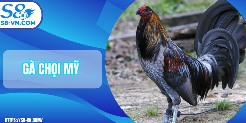 gà chọi Mỹ
