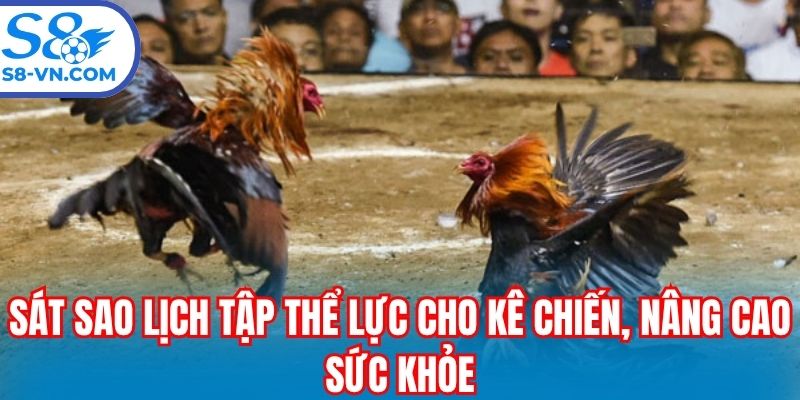 Sát sao lịch tập thể lực cho kê chiến, nâng cao sức khỏe